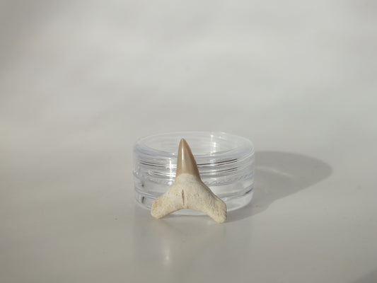 0.8" Fossil Lemon Shark Tooth (Bone Valley)