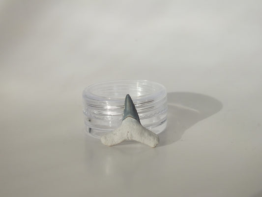 0.73" Fossil Lemon Shark Tooth (Bone Valley)