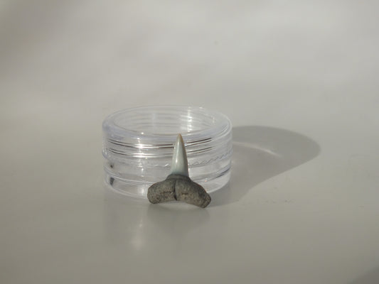 0.62" Fossil Lemon Shark Tooth (Bone Valley)