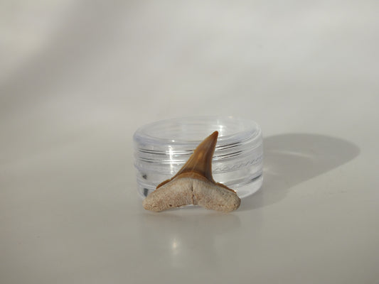 0.86" Fossil Lemon Shark Tooth (Bone Valley)