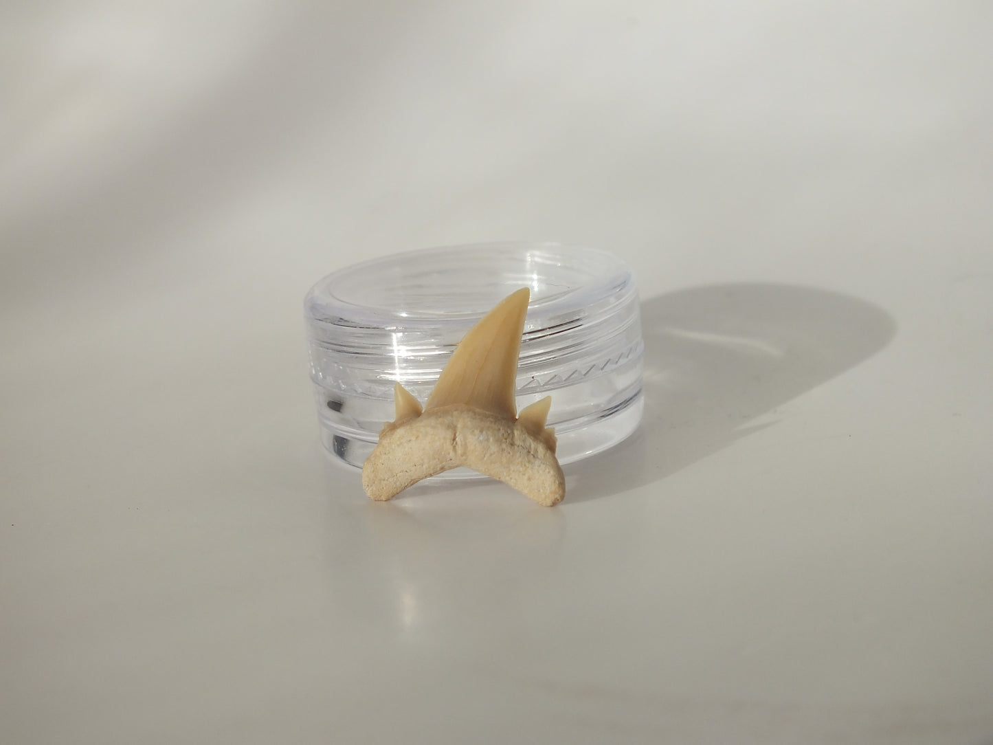 0.82" Serratolamna Ascheroni (Morocco)