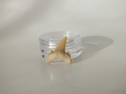 0.82" Serratolamna Ascheroni (Morocco)