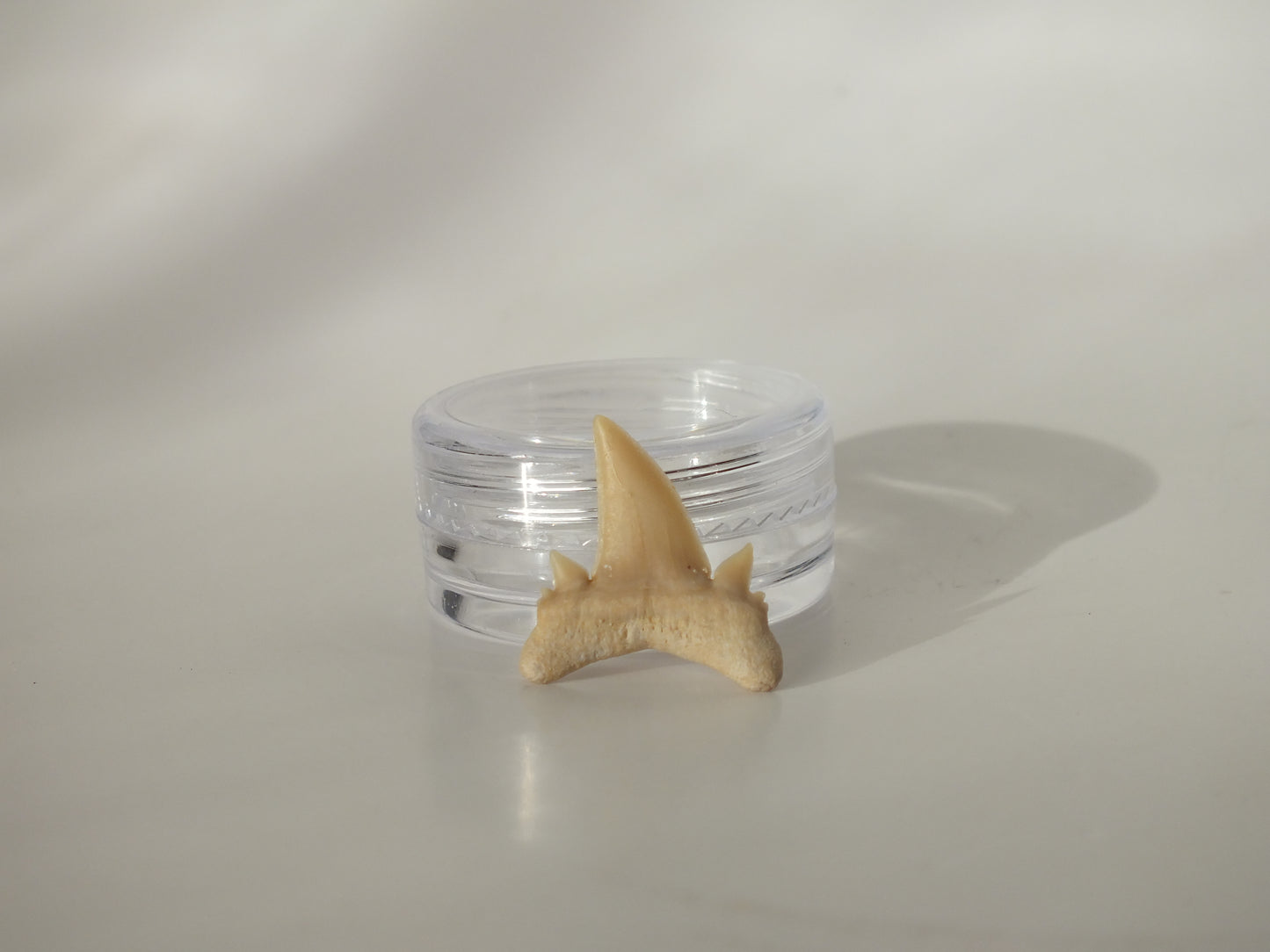 0.82" Serratolamna Ascheroni (Morocco)