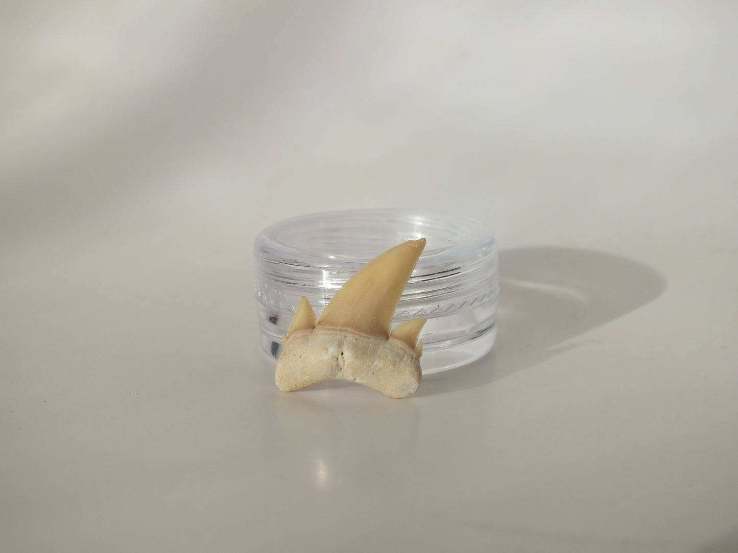 0.91" Serratolamna Ascheroni (Morocco)