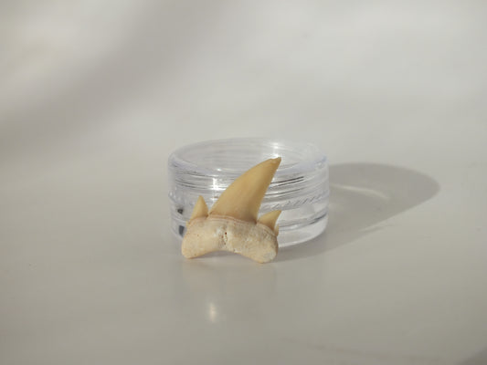 0.91" Serratolamna Ascheroni (Morocco)