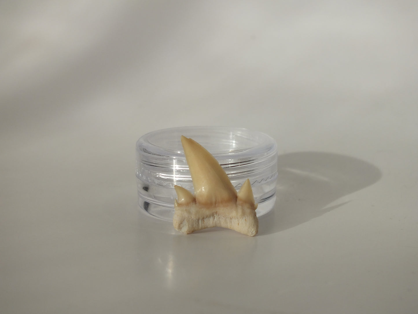 0.91" Serratolamna Ascheroni (Morocco)