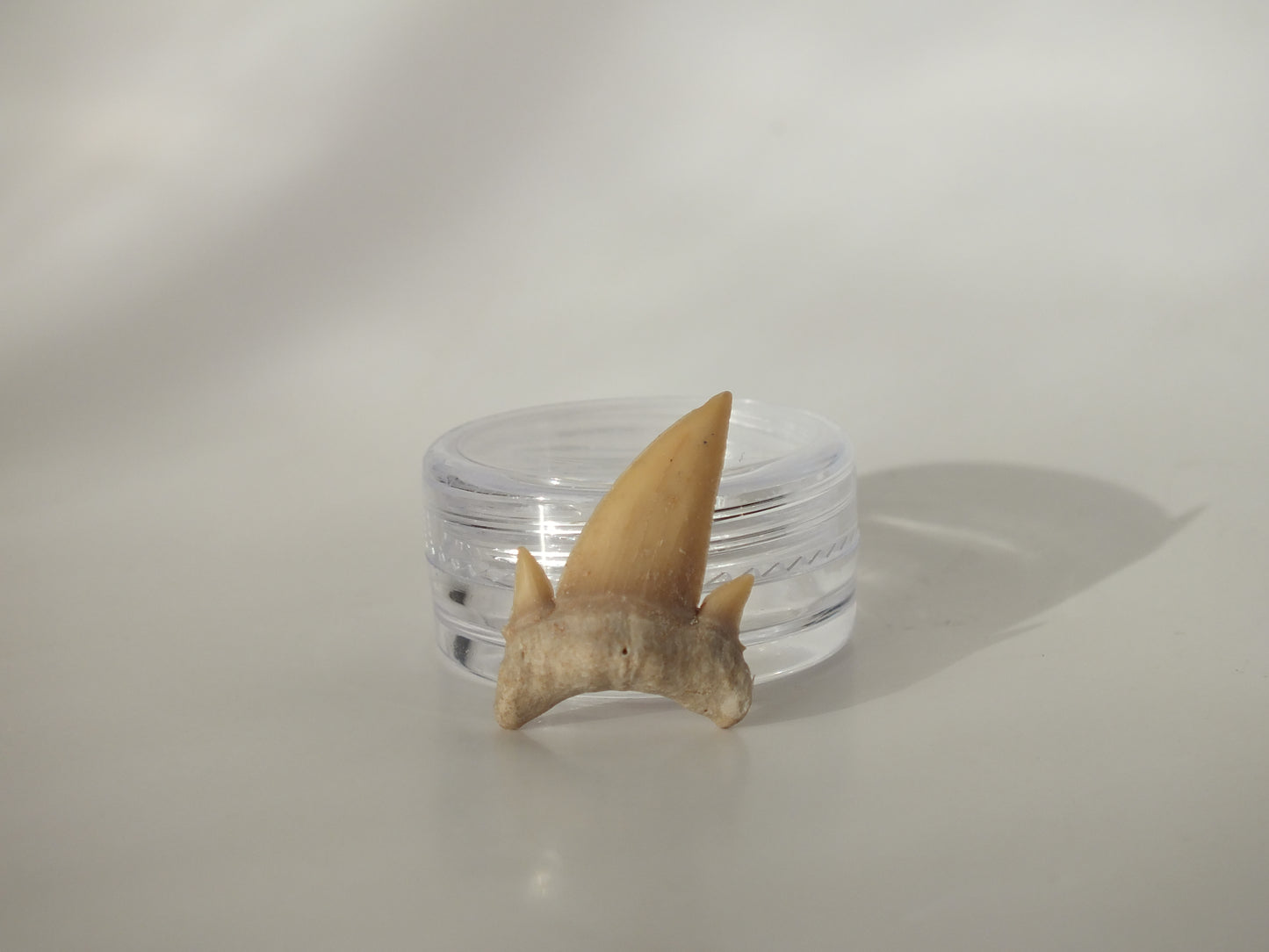 0.99" Serratolamna Ascheroni (Morocco)
