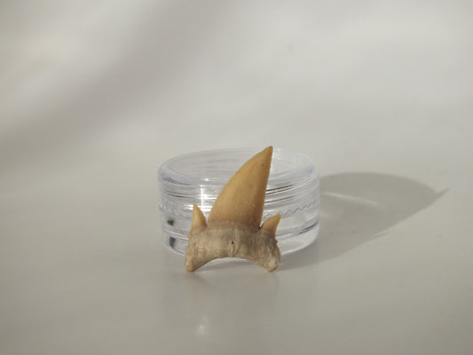 0.99" Serratolamna Ascheroni (Morocco)
