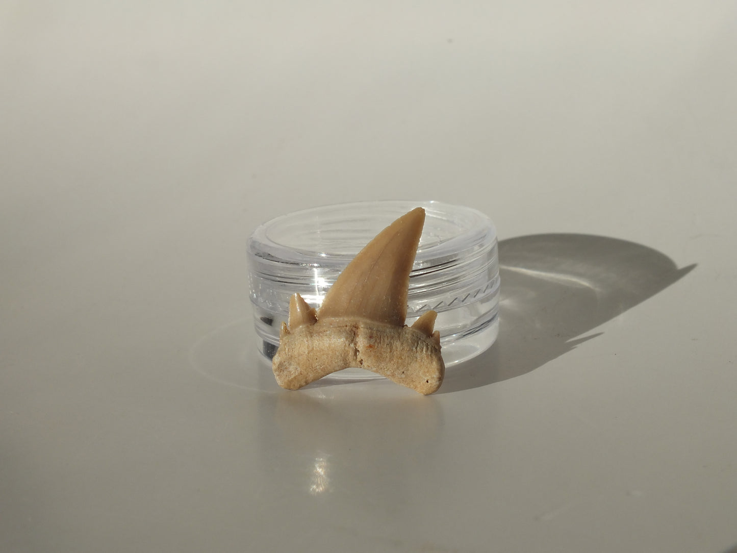 0.96" Serratolamna Ascheroni (Morocco)
