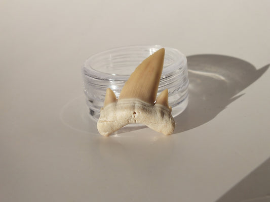 1.05" Serratolamna Ascheroni (Morocco)