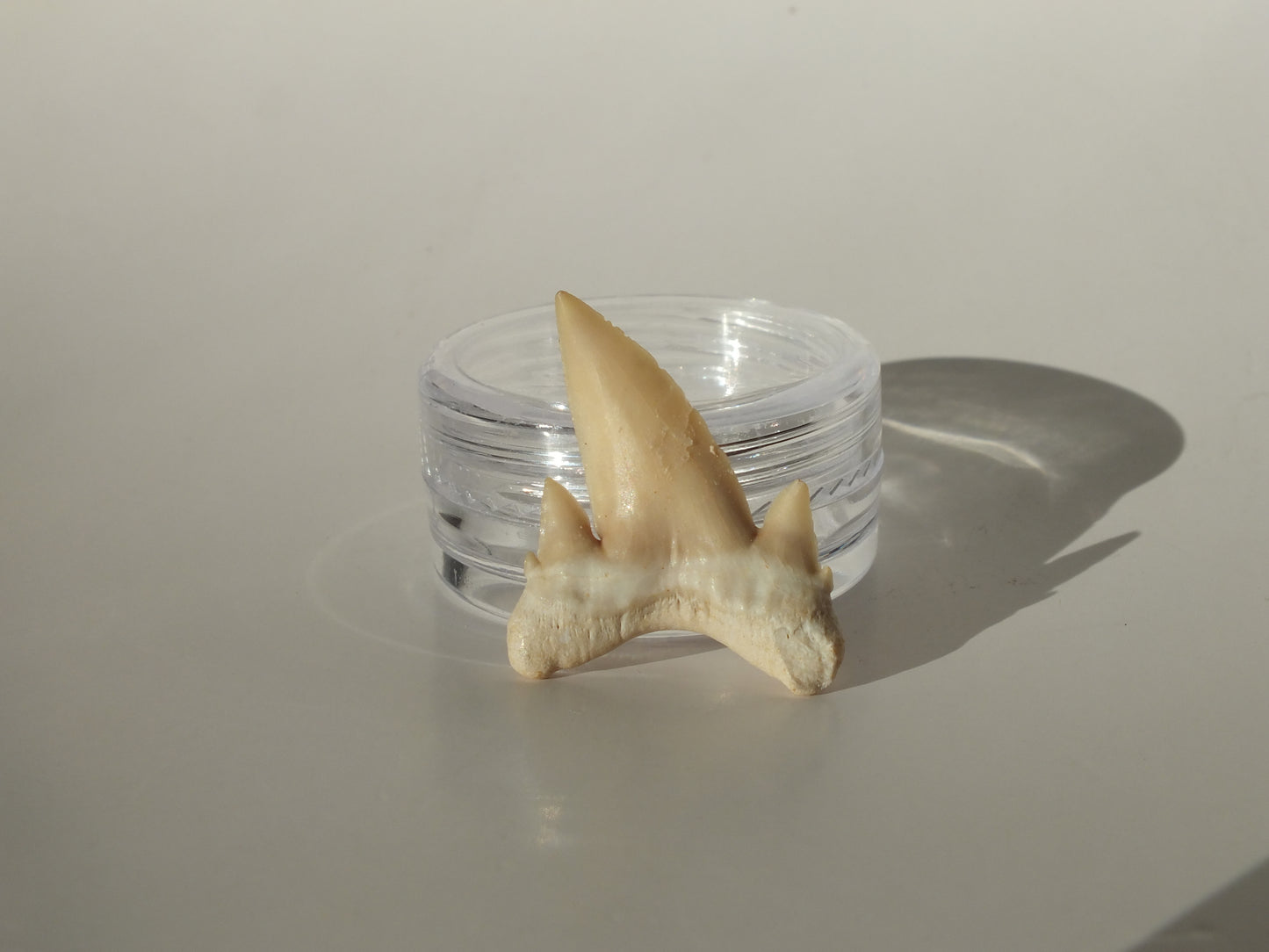1.05" Serratolamna Ascheroni (Morocco)