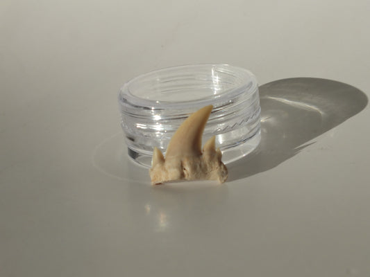 0.73" Serratolamna Ascheroni (Morocco)