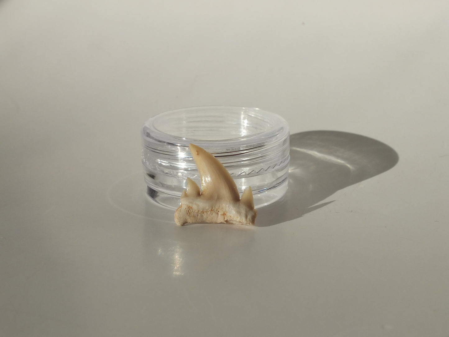 0.73" Serratolamna Ascheroni (Morocco)