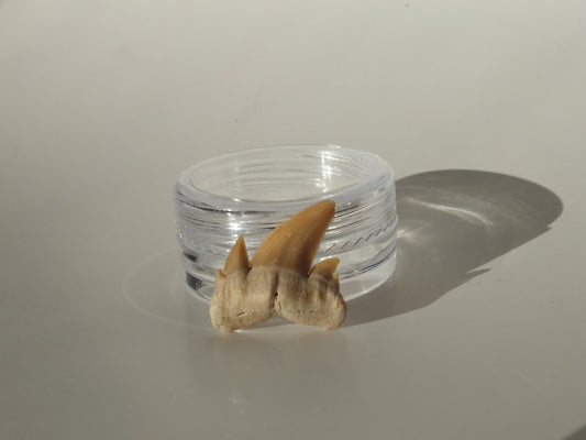 0.79" Serratolamna Ascheroni (Morocco)