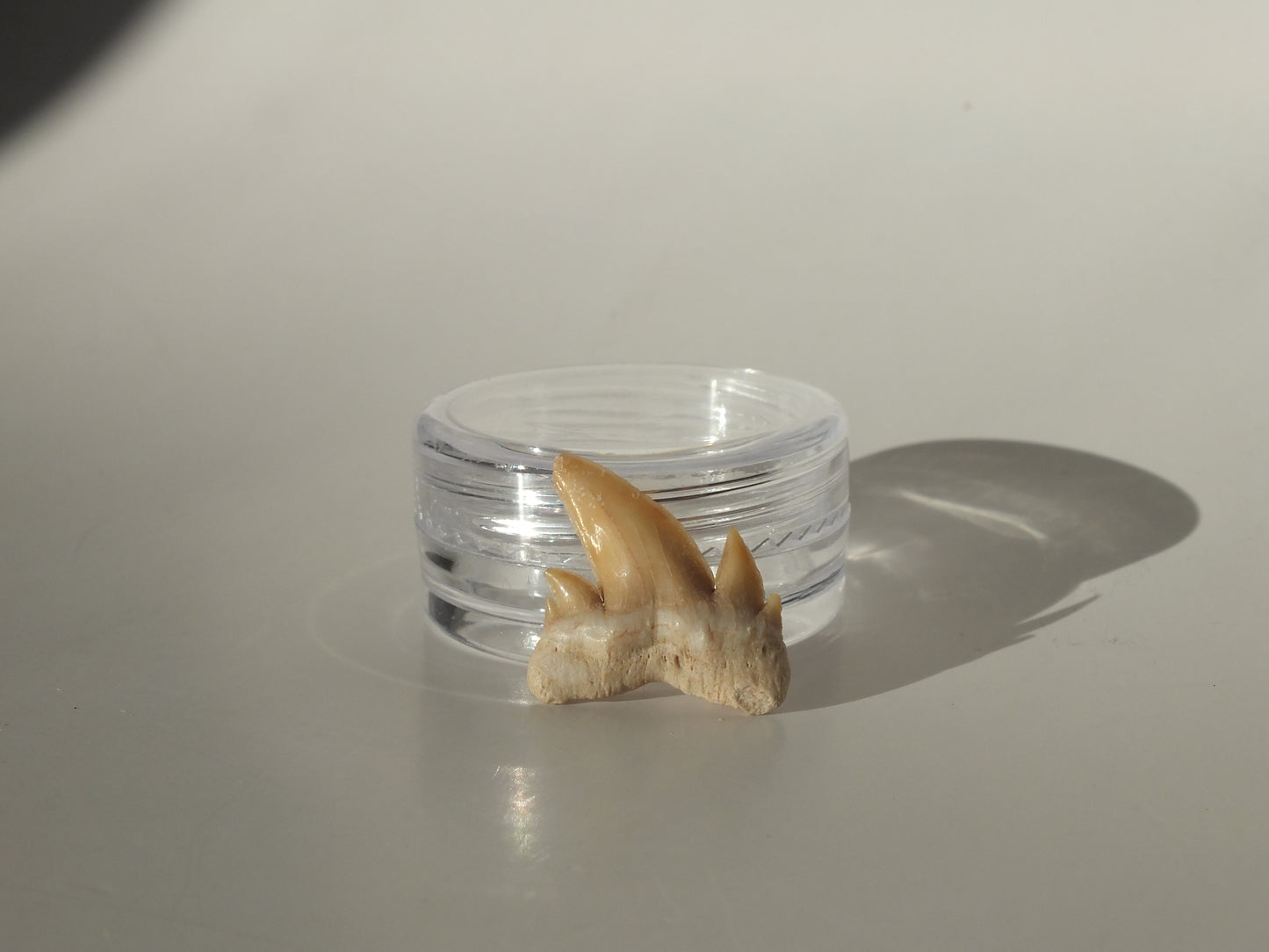 0.79" Serratolamna Ascheroni (Morocco)