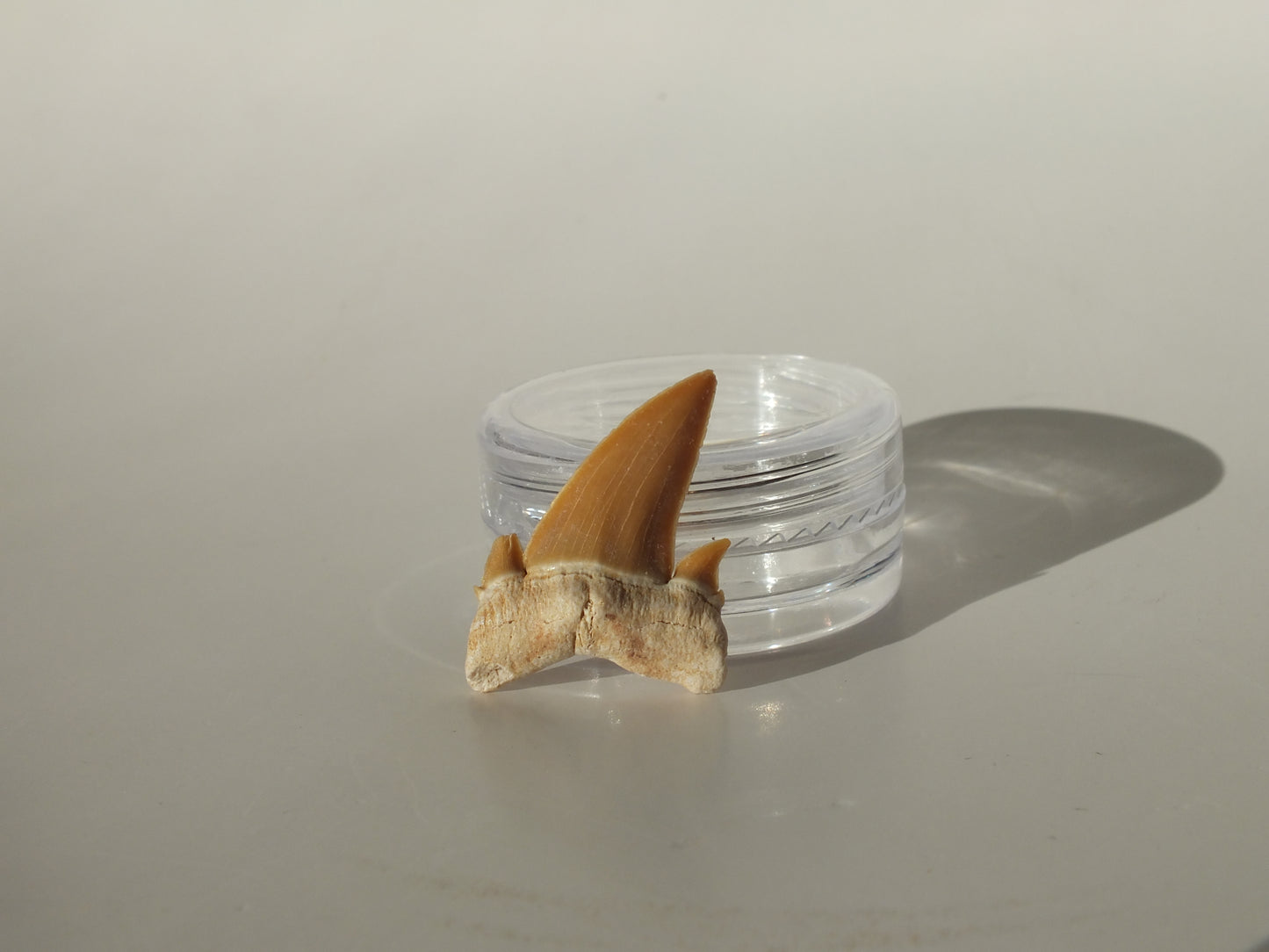 0.97" Serratolamna Ascheroni (Morocco)