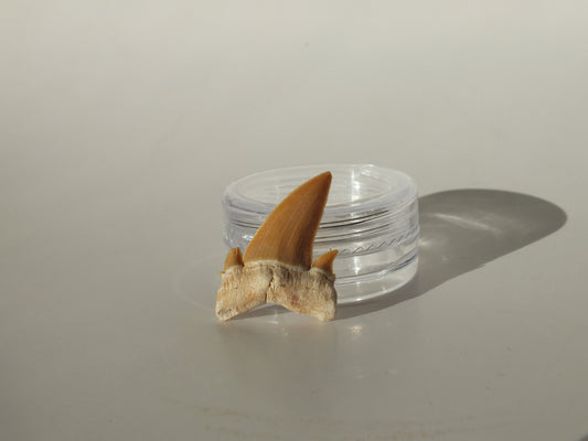 0.97" Serratolamna Ascheroni (Morocco)