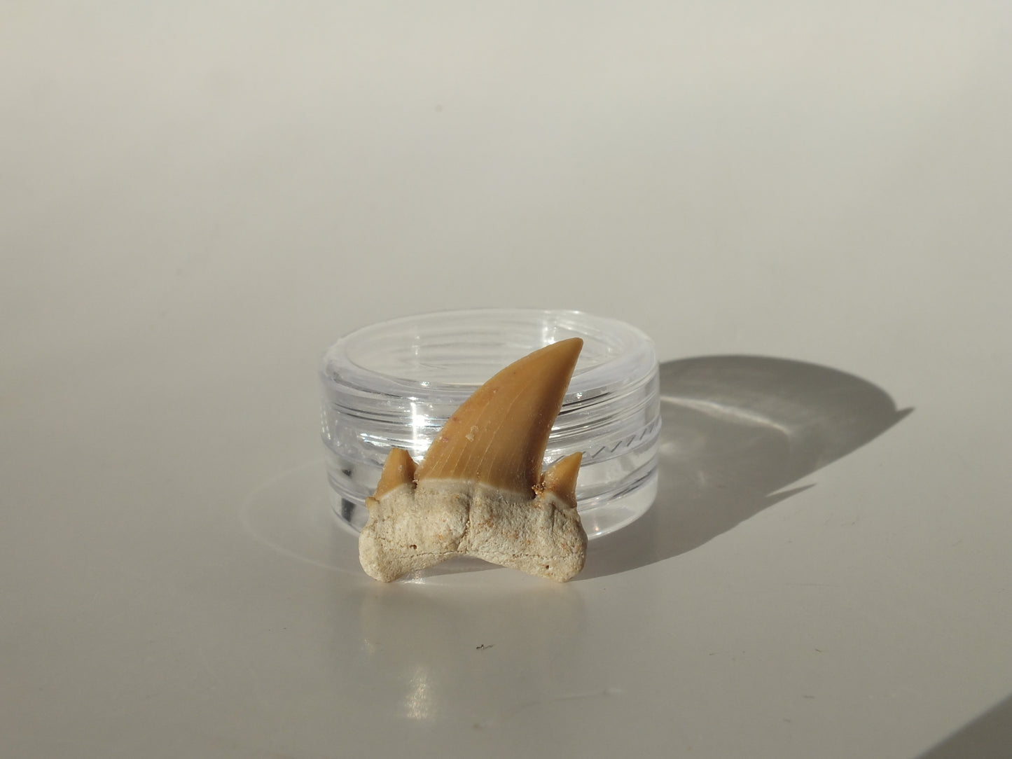 0.82" Serratolamna Ascheroni (Morocco)