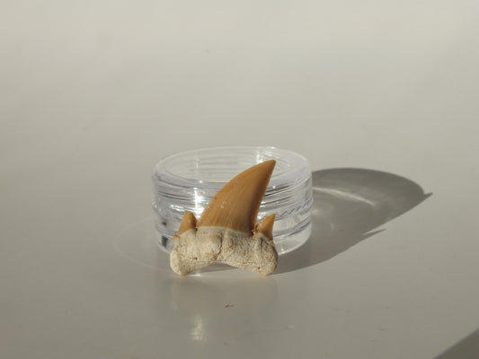 0.82" Serratolamna Ascheroni (Morocco)