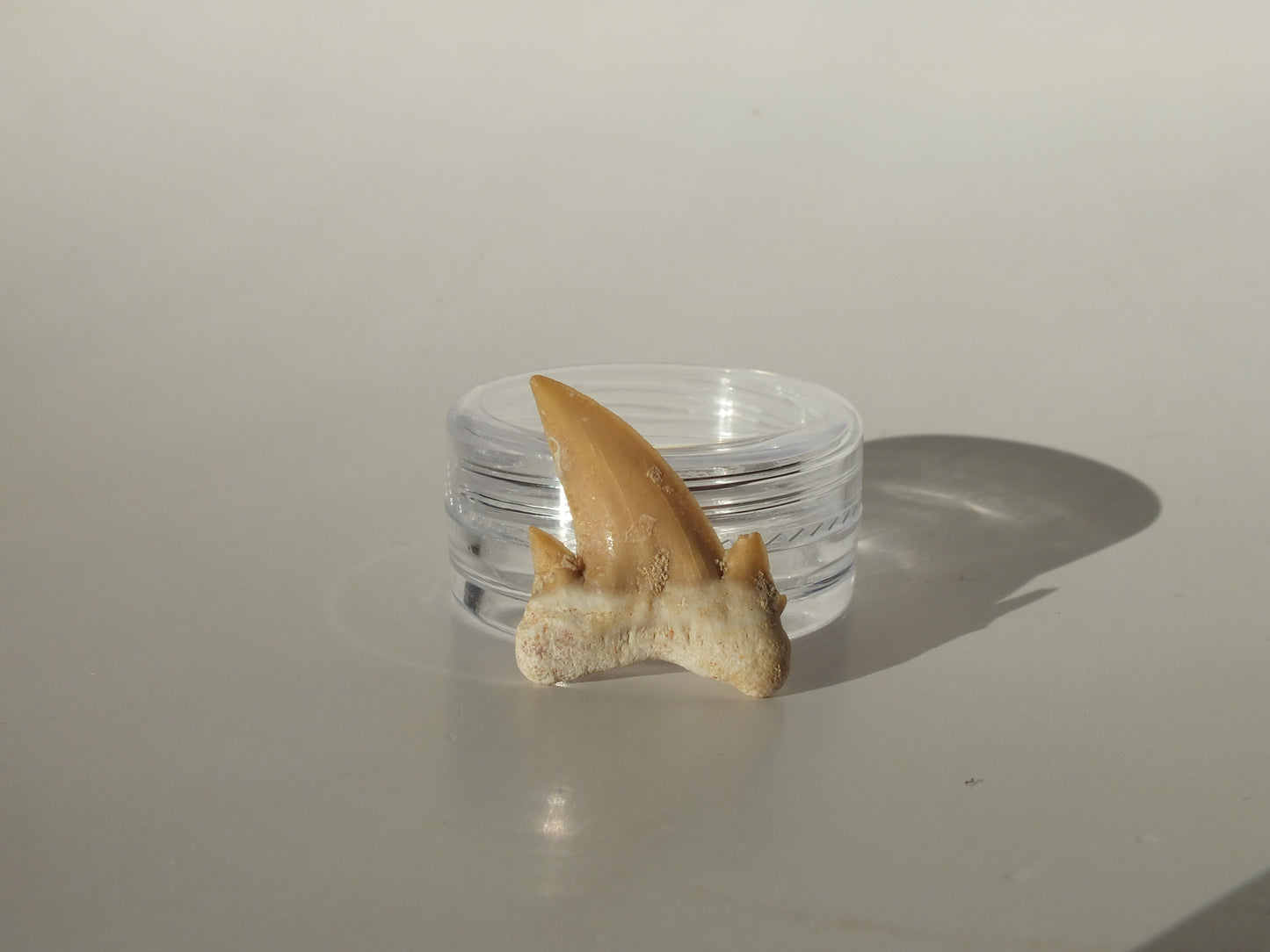 0.82" Serratolamna Ascheroni (Morocco)