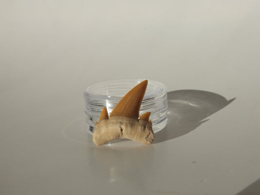1.04" Serratolamna Ascheroni (Morocco)