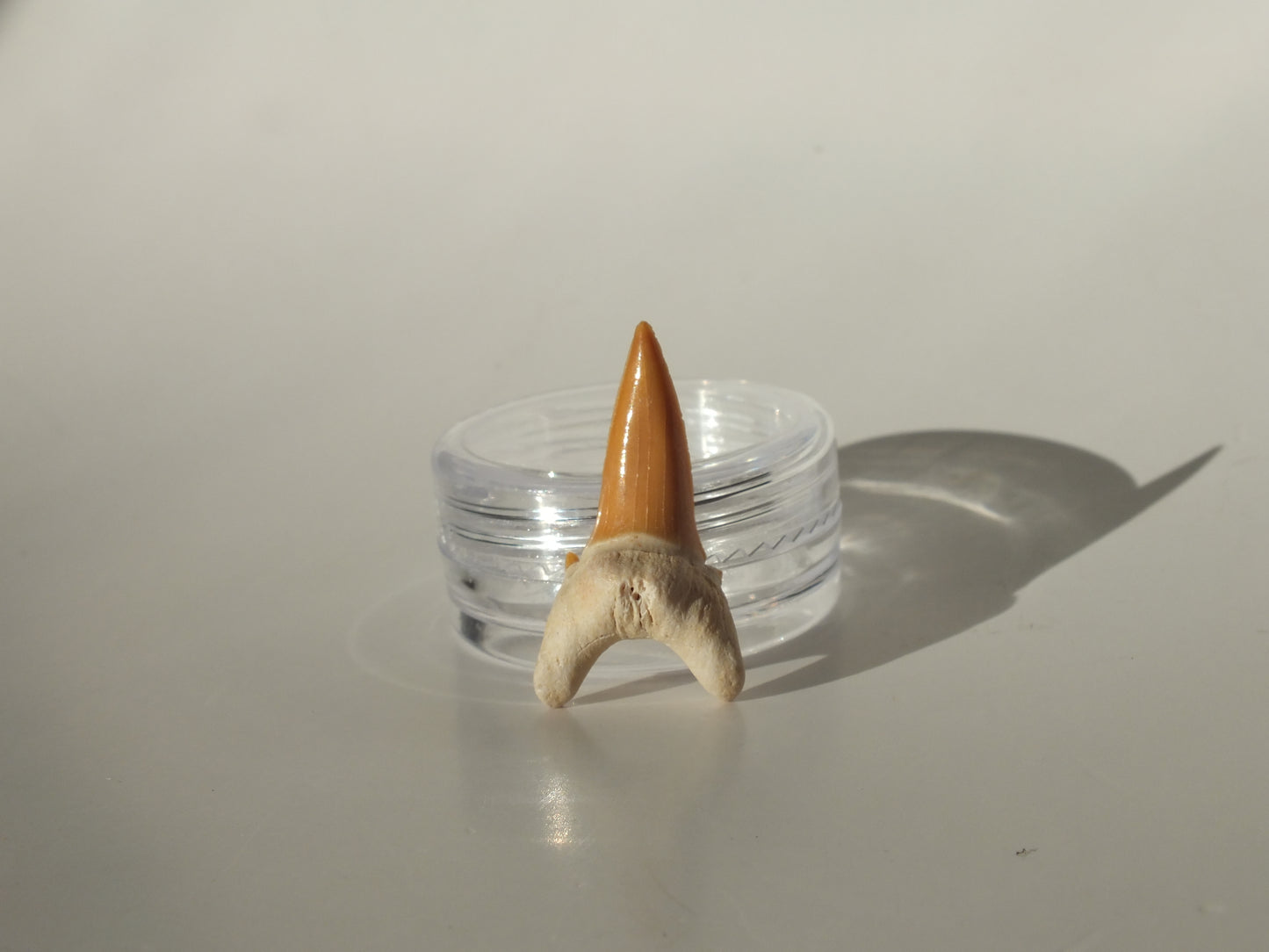 1.01" Goblin Shark Tooth (Morocco)