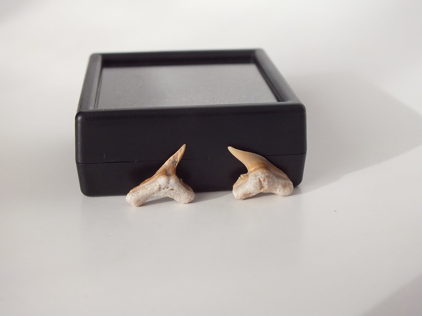 Pair Physogaleus secundus (Morocco)