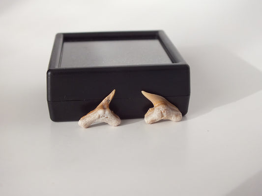 Pair Physogaleus secundus (Morocco)