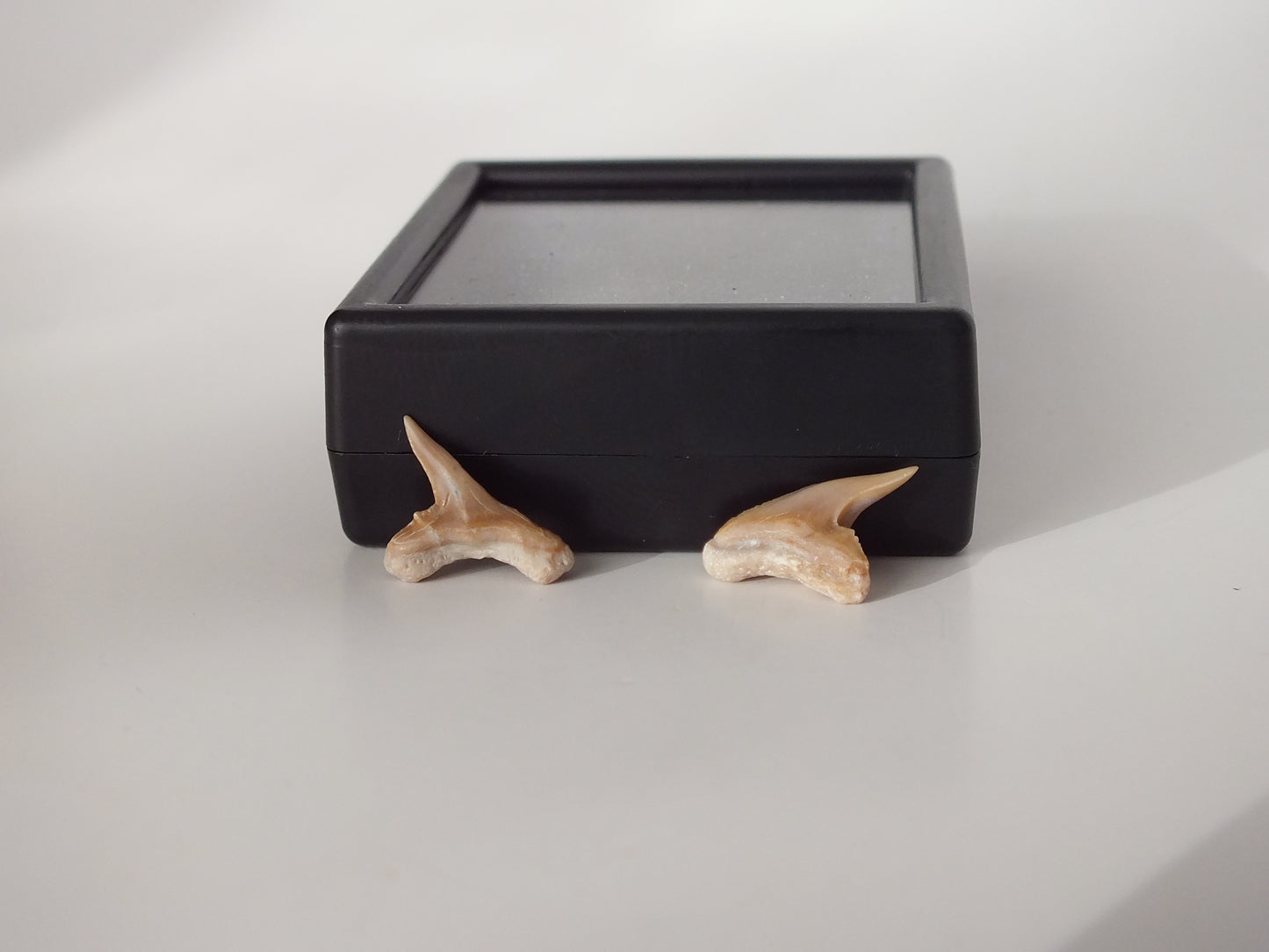 Pair Physogaleus secundus (Morocco)