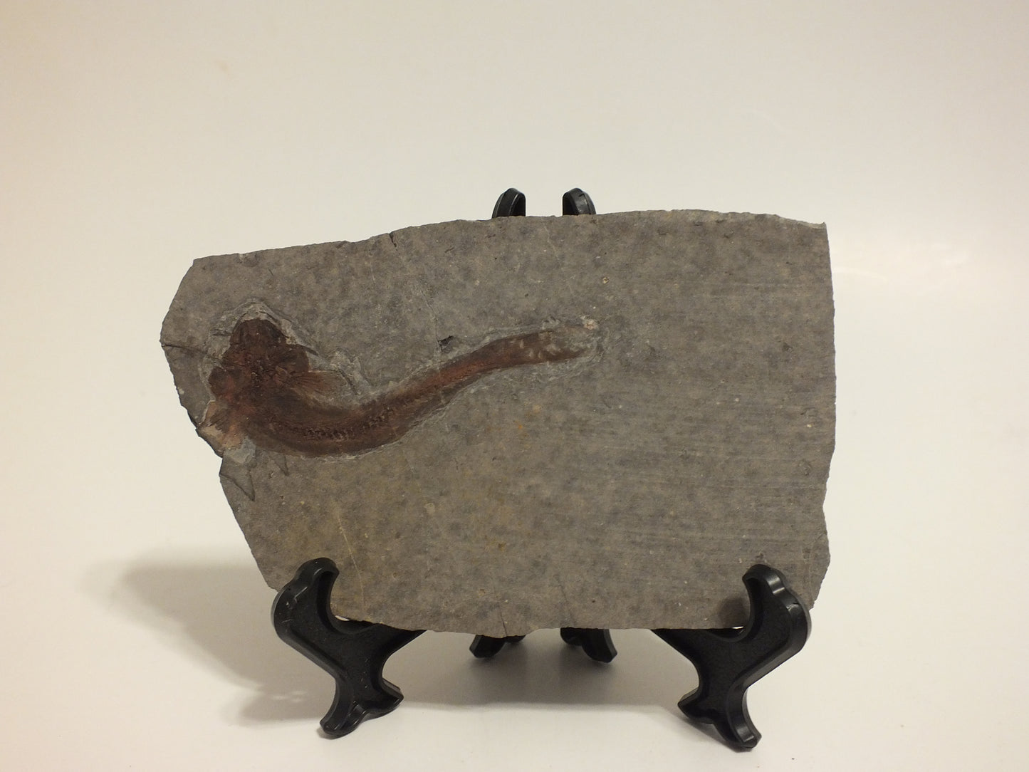 2.3" Lycoptera Davidi (China)