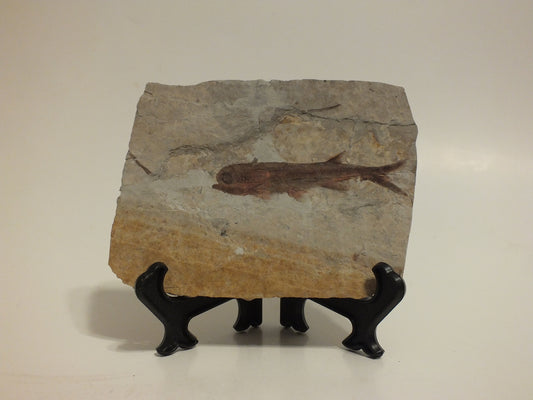 2.45" Lycoptera Davidi (China)