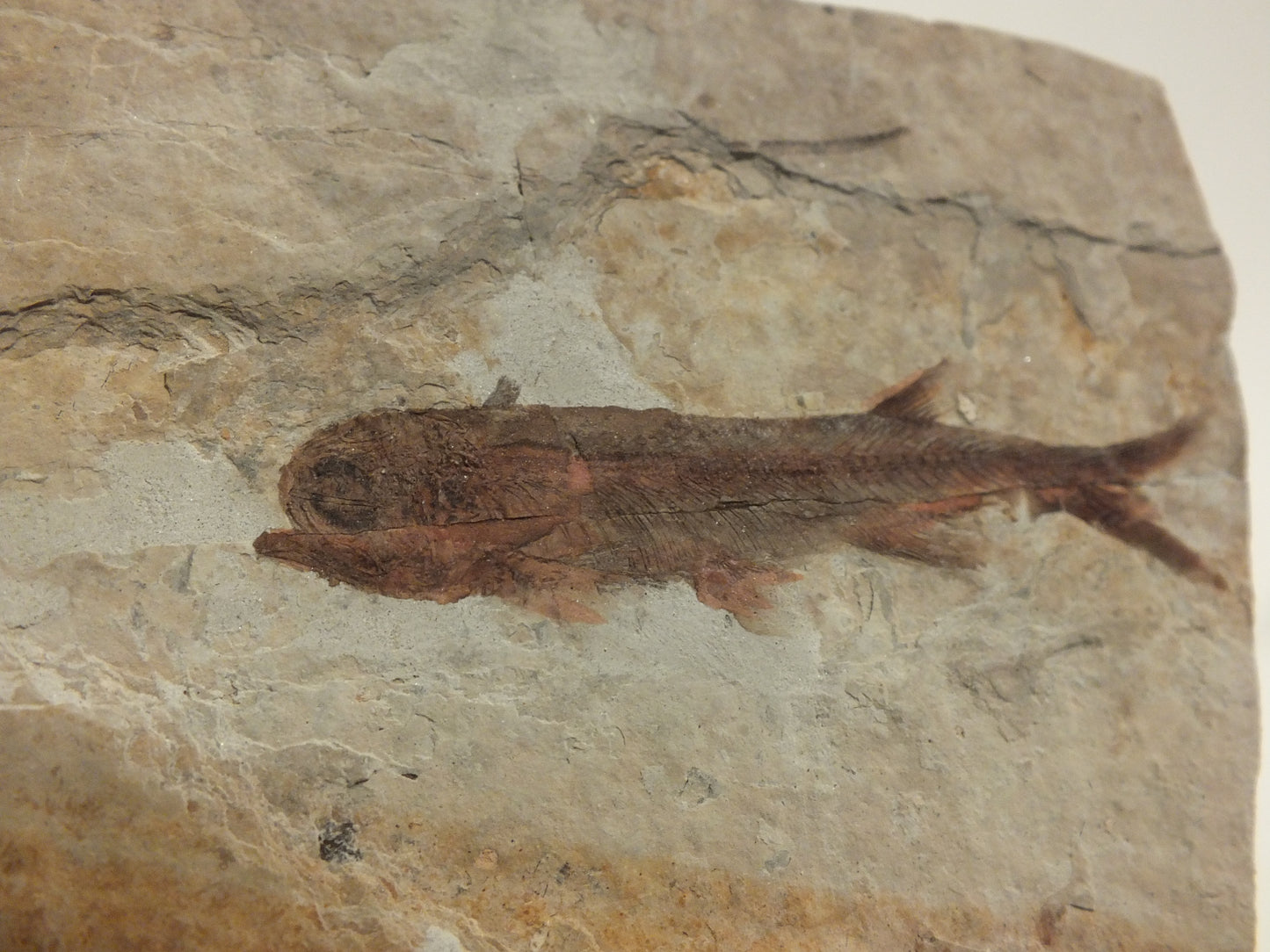 2.45" Lycoptera Davidi (China)