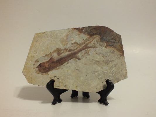 3.03" Lycoptera Davidi (China)