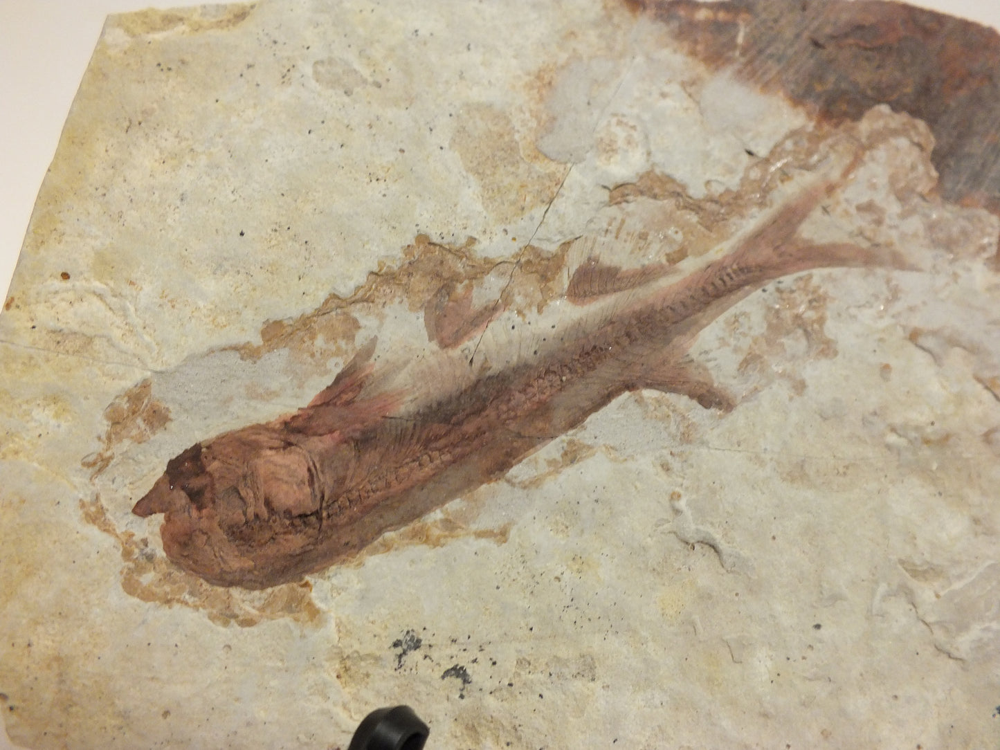 3.03" Lycoptera Davidi (China)