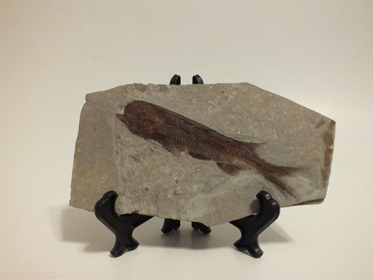 3.38" Lycoptera Davidi (China)