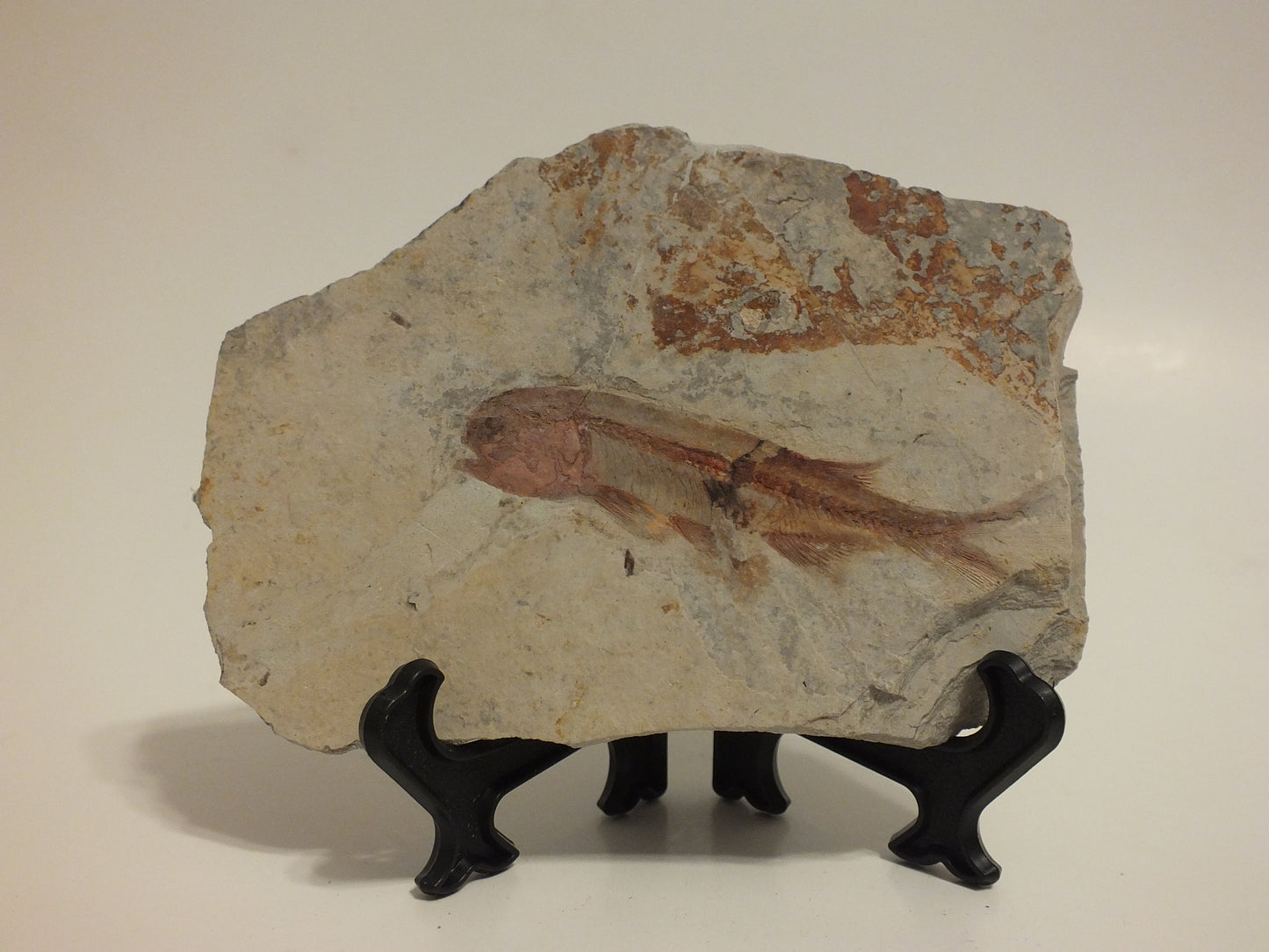 2.72" Lycoptera Davidi (China)