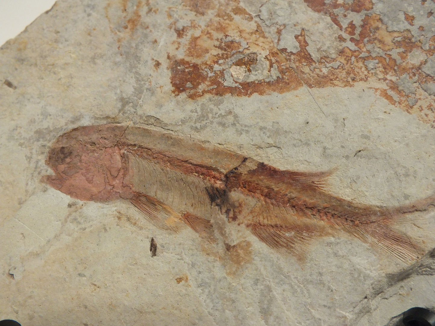 2.72" Lycoptera Davidi (China)