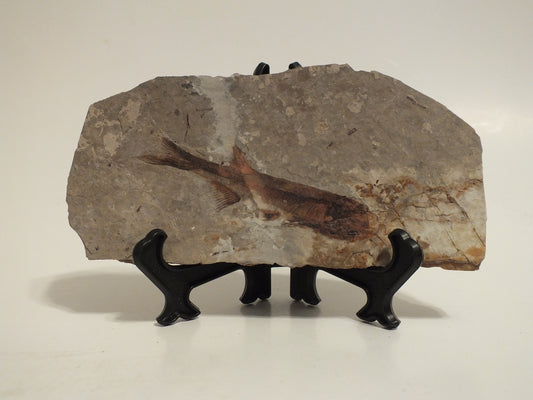 2.9" Lycoptera Davidi (China)