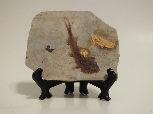 2.46" Lycoptera Davidi (China)