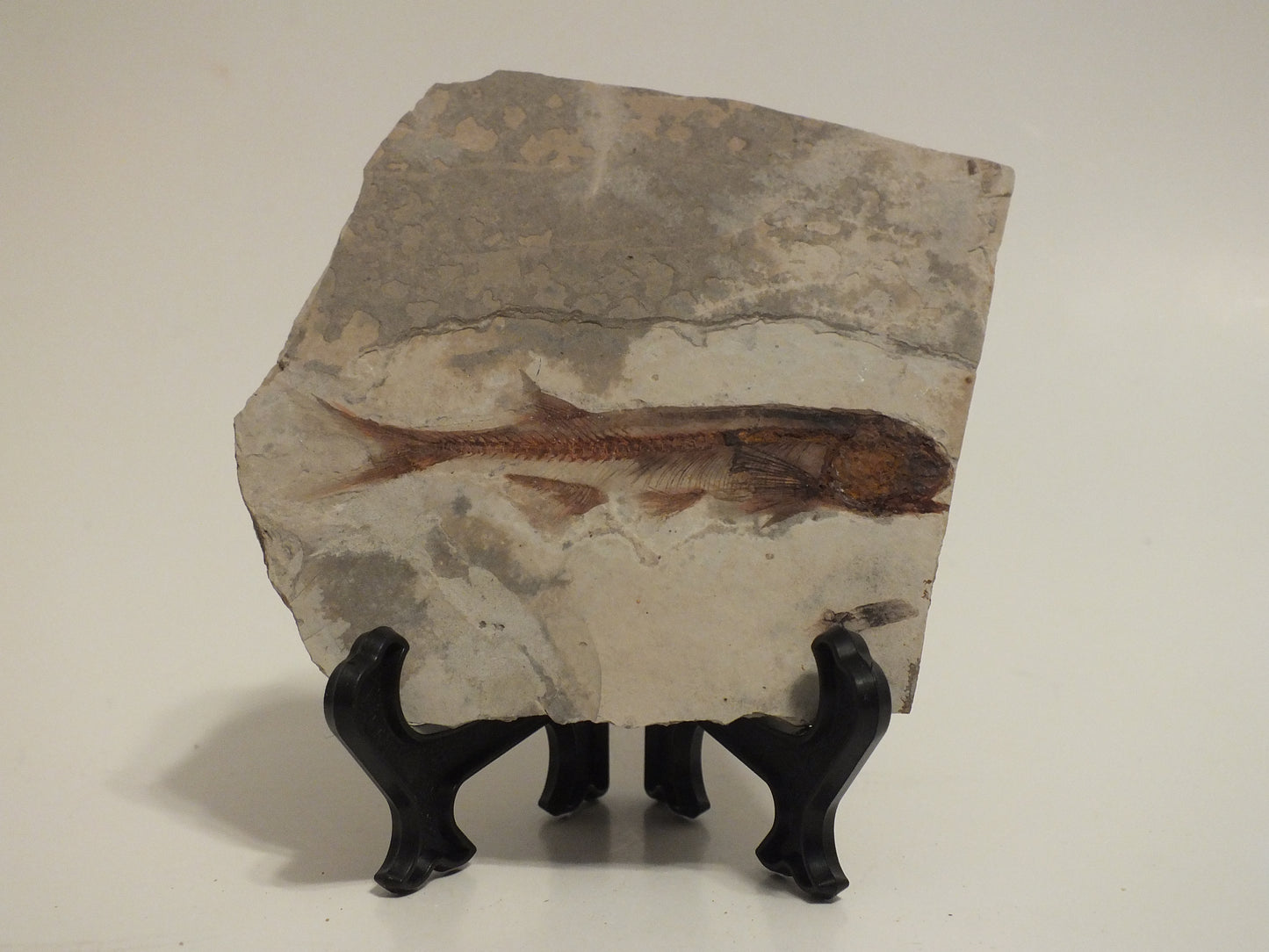 2.67" Lycoptera Davidi (China)