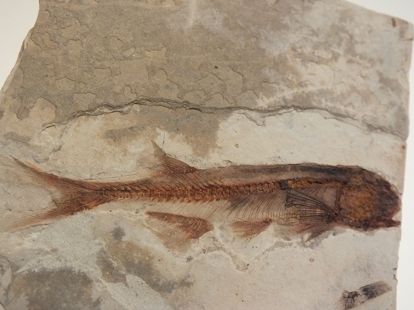 2.67" Lycoptera Davidi (China)