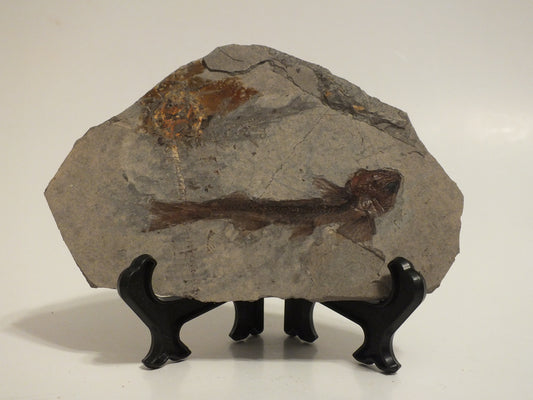 2.57" Lycoptera Davidi (China)