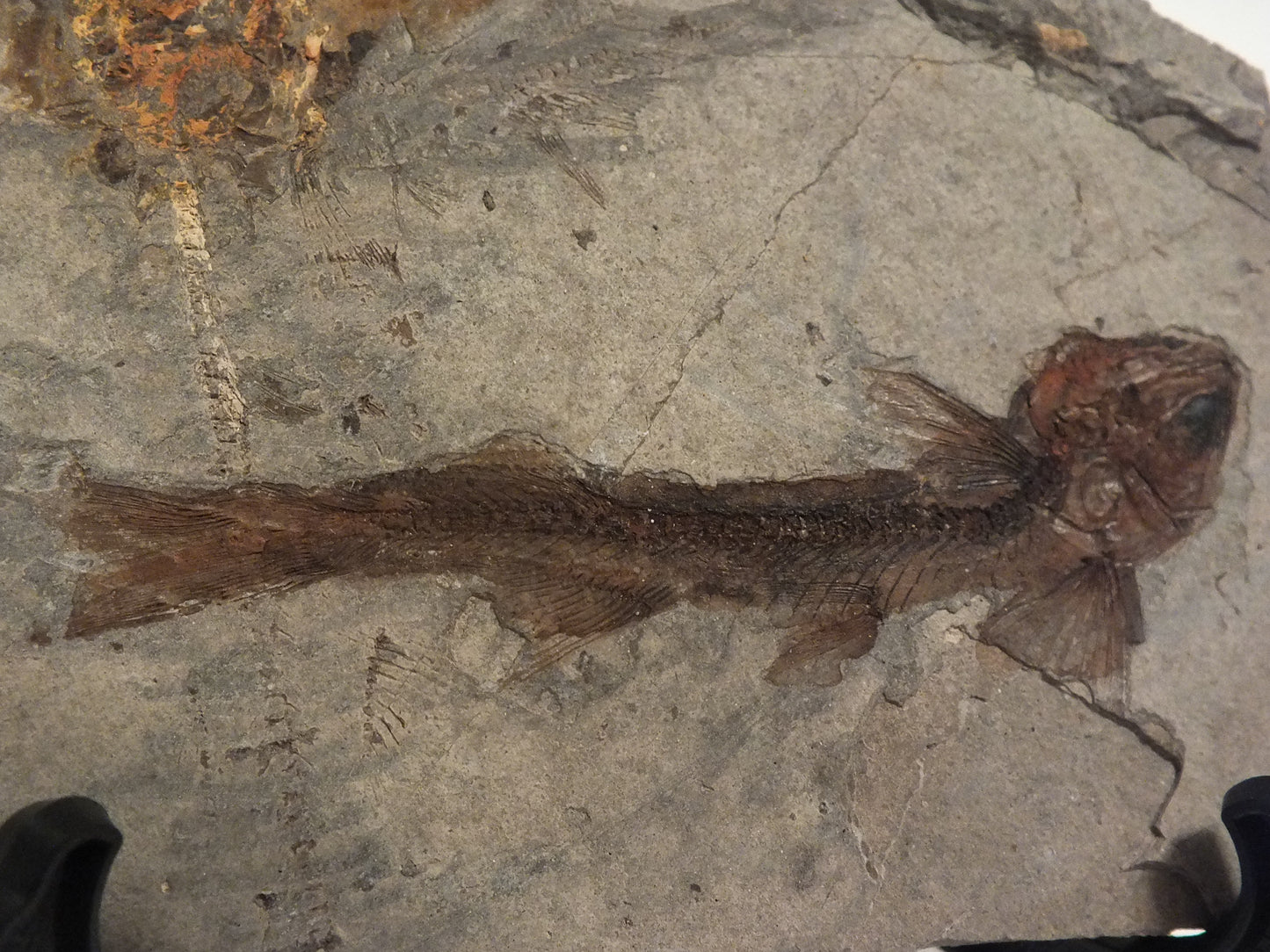 2.57" Lycoptera Davidi (China)