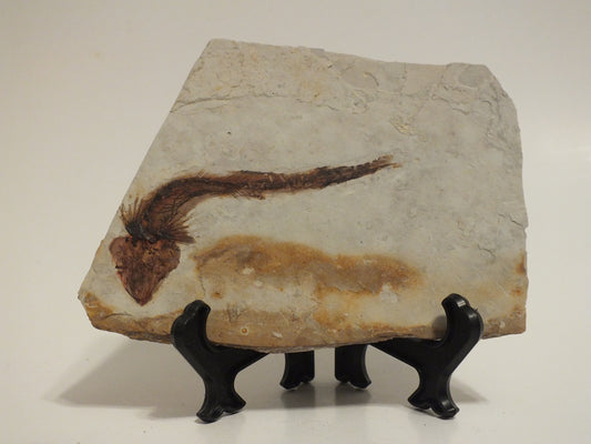 2.73" Lycoptera Davidi (China)