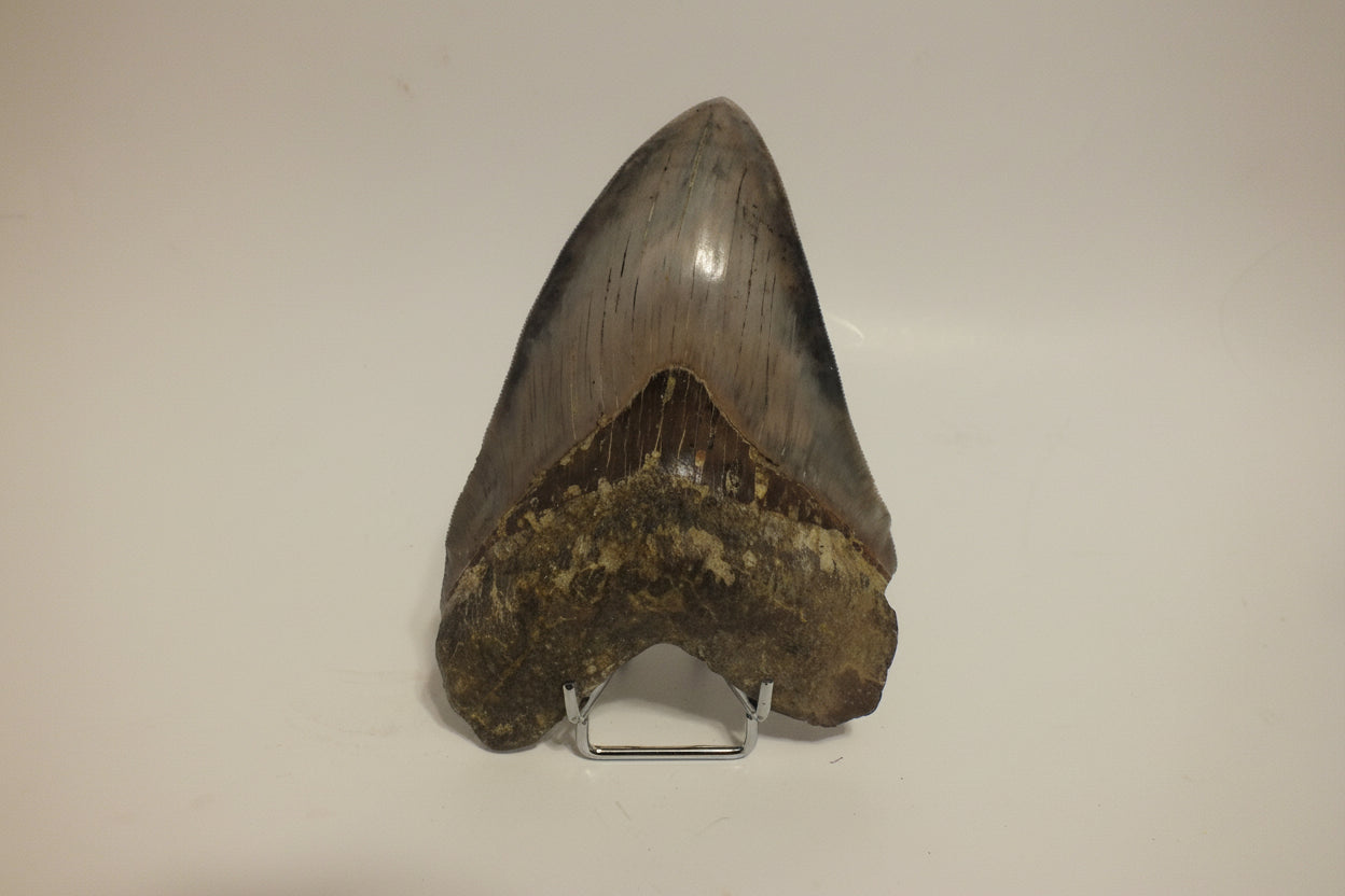 Fossilized shark tooth on a stand against a plain background