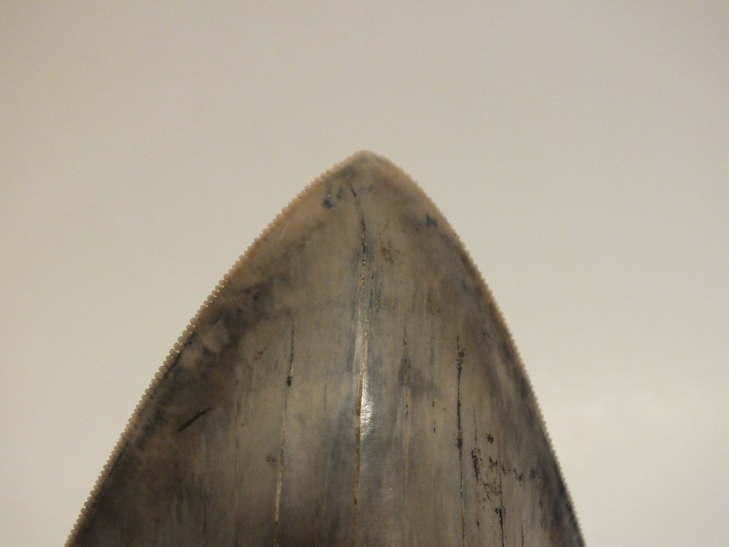 6.12" Megalodon Tooth (Indonesia)