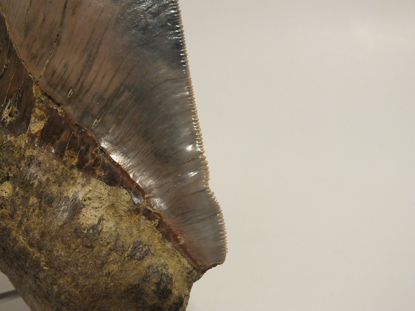 6.12" Megalodon Tooth (Indonesia)