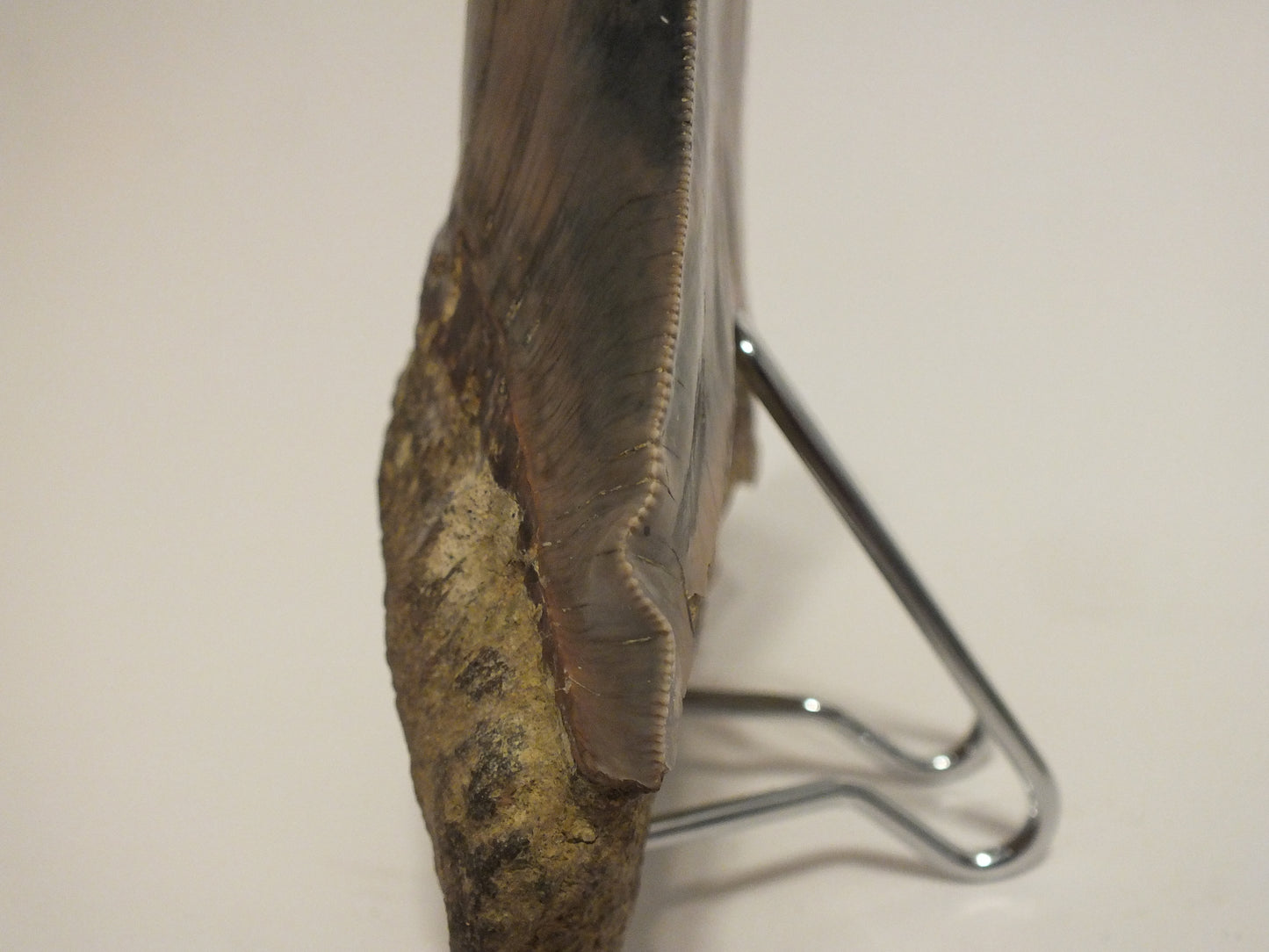 6.12" Megalodon Tooth (Indonesia)
