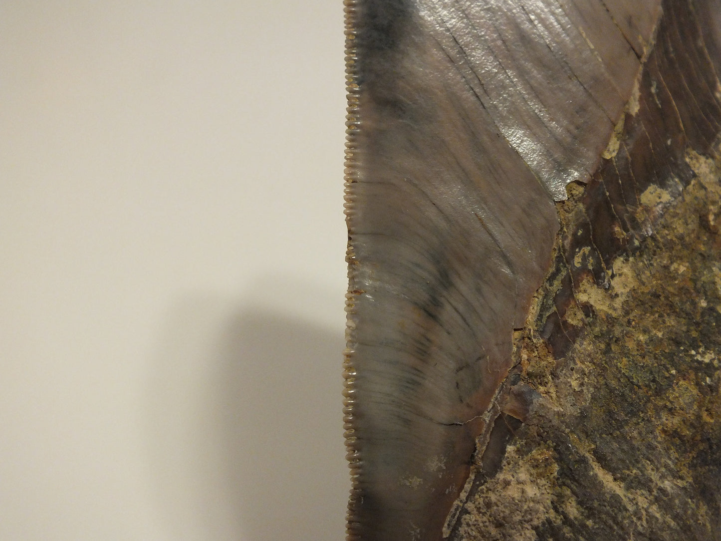 6.12" Megalodon Tooth (Indonesia)
