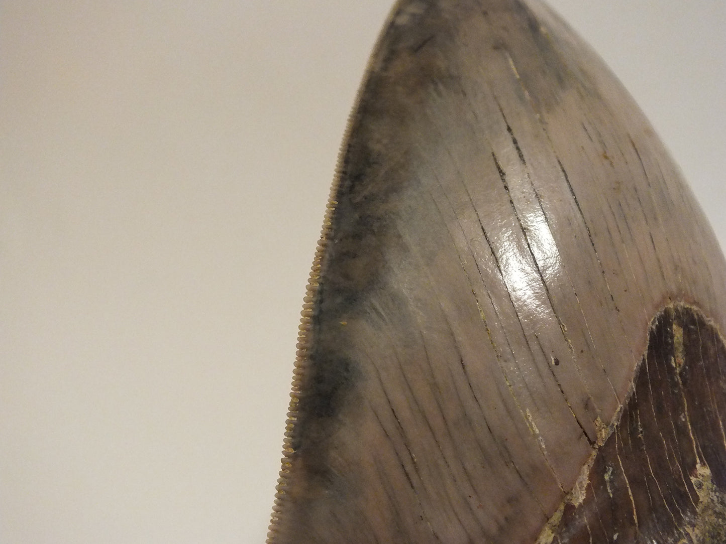 6.12" Megalodon Tooth (Indonesia)